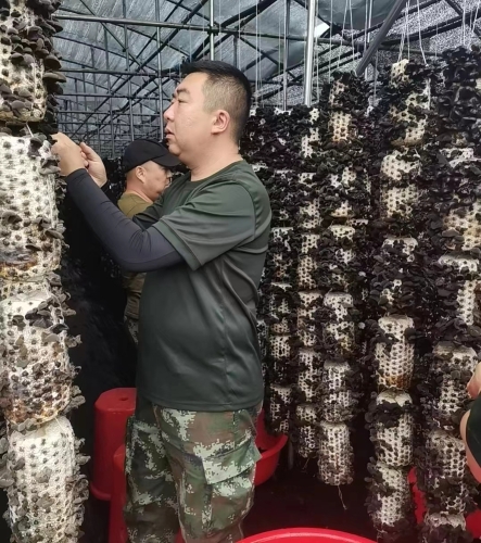 集成工贸—木耳-1