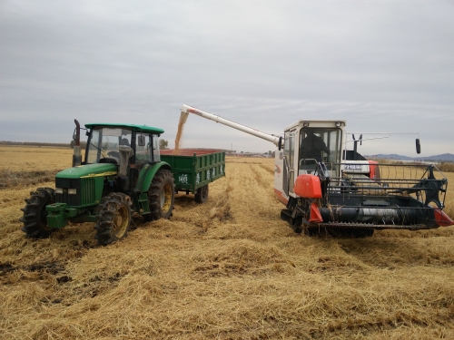 东山实业分公司生态园收割水稻